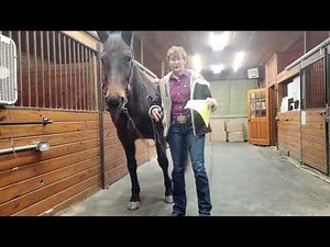 Western Dressage Test Tips - Level 1 Test 4