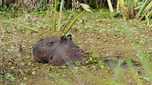 Giant cavy rodent, capybara hydrochoerus hydrochaeris cooling down by dipping inside swampy lake covered with aquatic vegetations, occasionally flap its ears to drive away the surrounding flies.