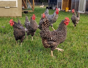 Manor Farms | Local Hens