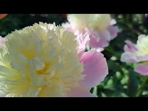 Півонії. Середній термін цвітіння. Прогулянка між півоніями.11.05.24р