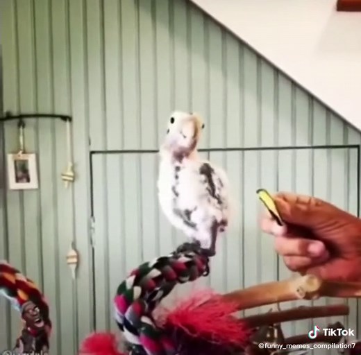 #funny #flotationdevice #bird #followme #funnyAnimals #forYouPage #fyp #lol #follow