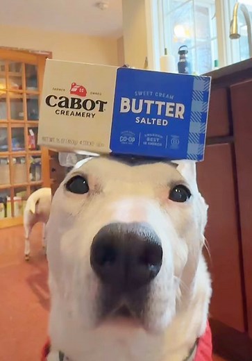 The Viral Butter Dog: Internet's New Favorite Meme
