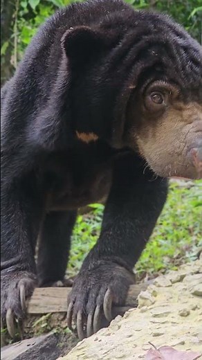 A sun bear’s long tongue helps it reach insects and honey deep inside trees 🐻🍯