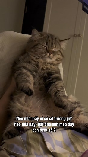 690K views · 34K reactions | Bật cho anh con beat số 2  | Chó mèo cũng là con người moà | Facebook