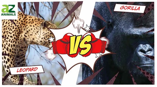 Gorilla vs. Leopard: The Ultimate Forest Showdown