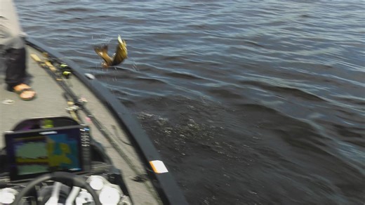 NEW SEASON 2025! Green Wilderness Lodge The number of walleye was crazy. We had a blast filming here and Green Wilderness Lodge is a great place to kick back and relax. This is, quite honestly, the perfect place to introduce fishing to our kids. Check out the full show this Saturday morning at 9:30am on Global TV. #greenwildernesslodge #fishtv #gofishinontario #discoverON #fishing #walleye #globaltv | FISH TV