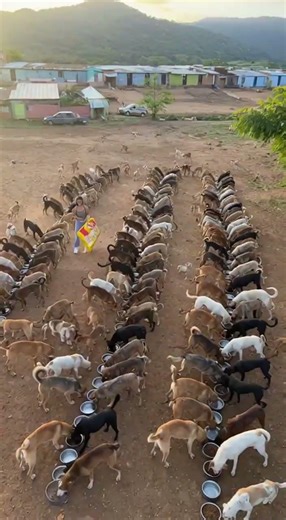 Le pude dar de comer a 100 perritos. Espero que puedan ver mis videos y comentarlos #canilla