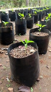 Cara praktis tanam cabai di rumah buat kamu yang baru belajar berkebun. Coba yuk! * Media Tanam : Tanah, pupuk kandang, sekam bakar, Kompos, (3.1.1.1). * Pupuk dasar untuk 1 polybag : kapur dolomit 1 genggam, pupuk tsp 2 gram, pupuk npk 2 gram. Diamkan selama 2 minggu, dan tanami. # Cara pemupukkan : Usia tanam 10-50 hari pakai pupuk npk 16. Usia 51 hari dan seterusnya pupuk npk grower, pemupukkan 1 minggu sekali. Perpohon 1 sendok teh. . . tanam cabai untuk pemula, cara tanam cabai, menanam cab