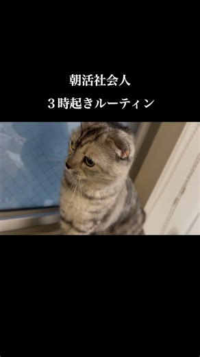 3時起き社会人朝活ルーティン #朝活 #社会人