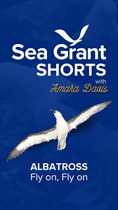 Albatross, fly on, fly on… This National Bird Day, learn about...