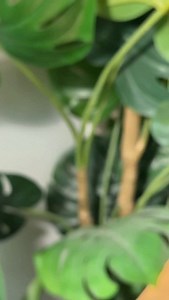 When the polished specimen opal with roots is also a contra luz 🥹 Available during our TikTok live today at 2pm CST! #opals #gemstones #geology #nature #crystals #contraluz | Opal Trove