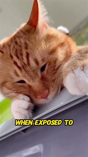 Why Cats Hate Bright Lights