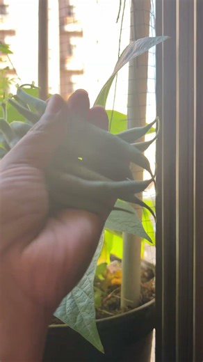Bush beans 🫘 harvest from my small garden 🪏 🪴 #gardening #balcony garden #beans #happiness
