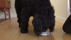 One-third of pet owners unaware that toys collect dirt, bacteria, mold