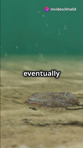 The First Creature to Evolve from Water to Land: Tiktaalik's Legacy!!! #facts #factsshorts #history