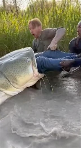 The Biggest Catch Ever Filmed! 📸 Giant Fish Attack!