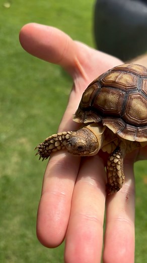 Leaf walking onto my hand #fblifestyle #TwinTortoises #LeafTheTortoise #TortoiseLife #ShellSquad #PetReels | Leaf and Twig - Tortoise Twins