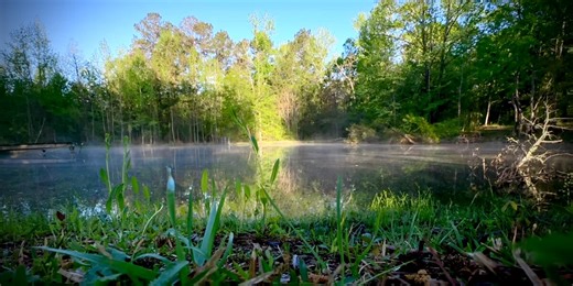 Tips on how to keep baby animals safe this spring