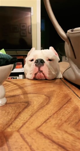 It’s the look of devastation for me. He hates it here 😂🤦🏻‍♀️ #americanbully #fypシ