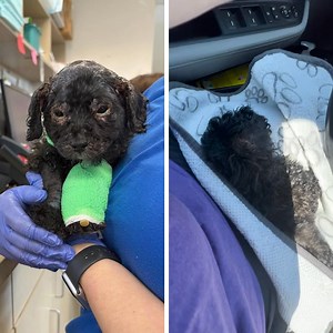 13K views · 421 reactions | CRUELTY: Owner Lies To Rescuers About...