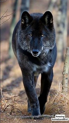Majestic Big Black Wolf Strolling Through the Wilderness – Powerful Wolf Walk in Nature