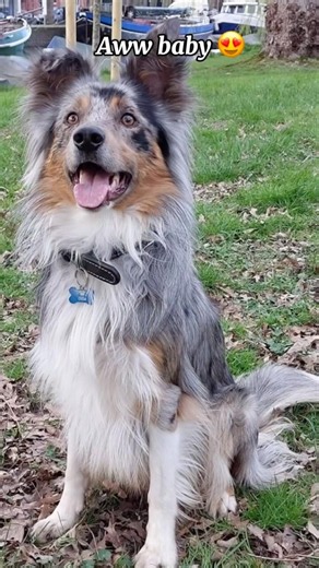 Border collies!!! Mix with Aussies!!!! #dog #BorderCollie #GoldenRetriever #LoveDogs ￼
