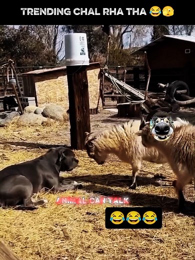 trend chal rha ha 😂#foryou #animalfunny #animalcomedy #animals #funnyvideo #funnyanimals #dog #cat #viral #trending #creatorsearchinsights