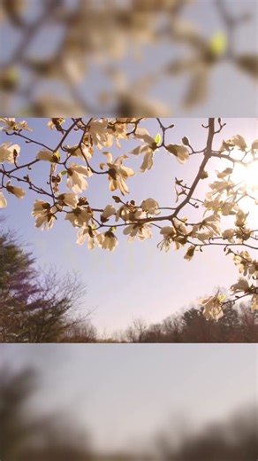 Every time I visit Palm Beach, I'm always inspired by its lush, green tropical gardens and stunning landscape architecture. Come along as I tour incredible tropical gardens and meet the landscape architects who designed these stunning spaces. My trip wouldn’t be complete without picking up some gorgeous new varieties of tropical plants to add to my own collection. Check it all out on this new episode of Martha Gardens. Now streaming free on @therokuchannel.