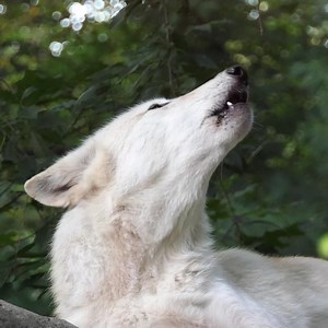 73K views · 8K reactions | When Alawa howled, the whole world stopped to listen ❤️ | Wolf Conservation Center | Facebook