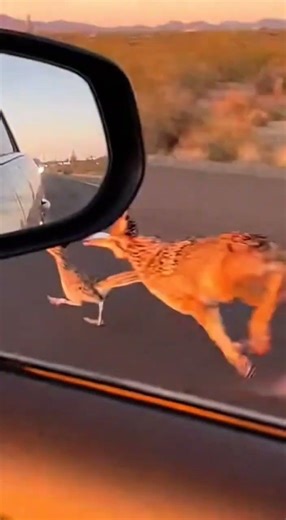 Wile E. Coyote vs. Road Runner - REAL LIFE!!! #LooneyTunes #Desert #Wildlife