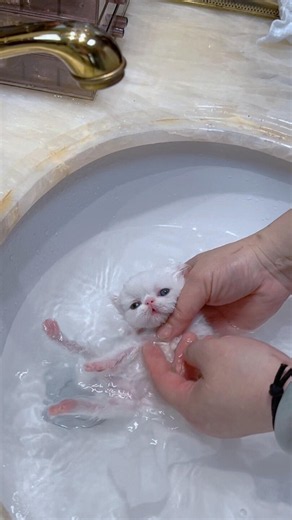Can a tiny Persian kitten handle a bath? 🫧🐱 #shorts #kitten #persian