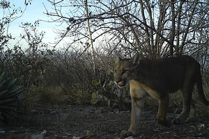 Supervivencia del puma en sus hábitats: amenazas y aliados - Gaceta UNAM