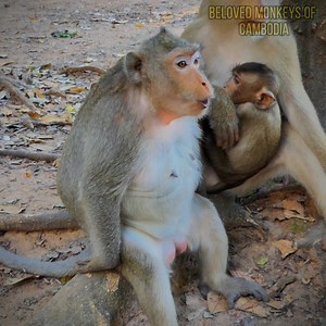 279K views · 7.9K reactions | I cried a lot when I watched Angel crying, and I'm sure she misses her baby deeply. Angel, don't be sad; your daughter is at peace. | Beloved Monkeys Of Cambodia | Facebook