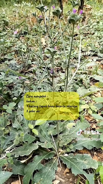 Tapak liman, dikenal sebagai viagra jawa, simak info lengkapnya #tapakliman #viagrajawa #dauntapakliman
