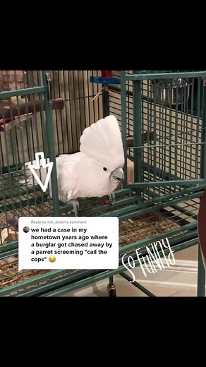 Mellow The Cockatoo & Friends on TikTok