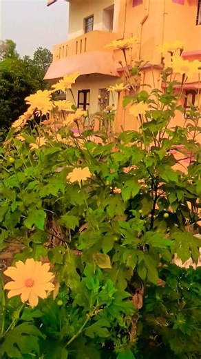 Yellow plant (Heliopsis) ..