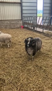 129K views · 13K reactions | The baby goats are still causing problems for farmer Richard and we see how Anna the donkey is after her little operation in today’s update! | Hall Hill Farm | Facebook