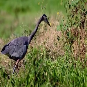 154K views · 2.6K reactions | Great Blue Heron catches mice and eats dead gopher. | Million Viewer | Facebook