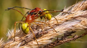 I witnessed a tiny but intense spider fight