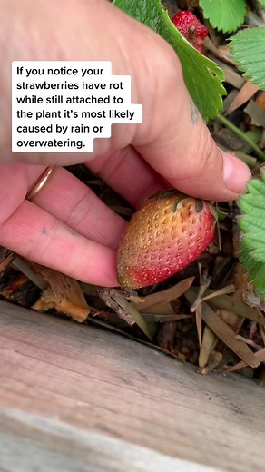 Preventing Rot on Strawberries with Mulch