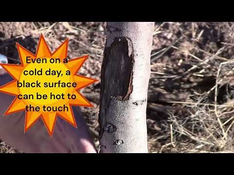 TREE TRUNKS - Care and Maintenance | Painting and Protecting