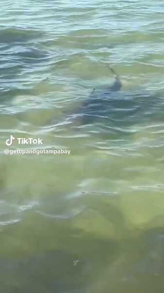 TikTok - Make Your Day