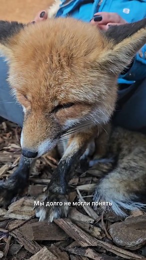 #fox #adorable #cute #animals #alicethefox | Alice the Fox
