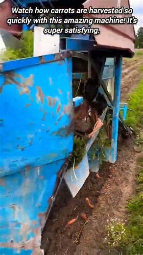 Amazing carrot harvesting machine working fast.