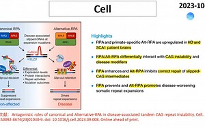 Cell—机体存在两套相互拮抗的系统以调控CAG重复扩增和神经变性：经典RPA和替代RPA