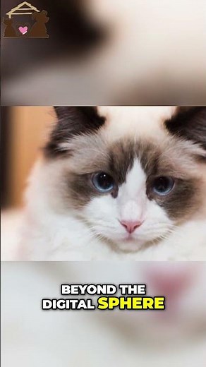 🤩 The Ultimate Guide to Ragdoll Cats - Behavior, Influencers, and Media Presence