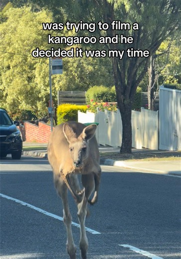whyyy #mytime #kangaroo #fyp | Kangaroo