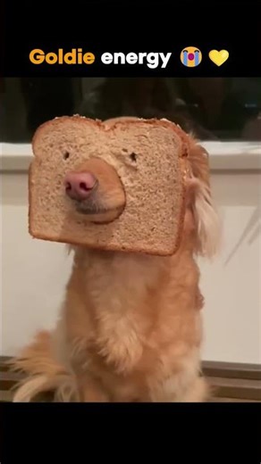 Golden Retriever Energy 😭💛 #pets #dog #dogshorts #cute #cutedogs #puppy #funnnydogs #funny