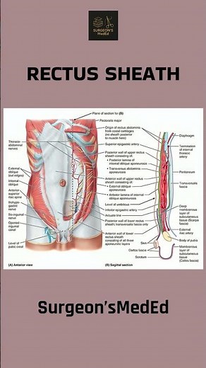 RECTUS SHEATH | #anatomy #shorts | ‪@SurgeonsMedEd‬
