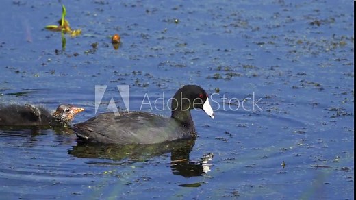 Video series of American Coot families on a lush Canadian lake in summer. Captures nesting, feeding, and chicks exploring the water. Perfect for nature and wildlife projects.